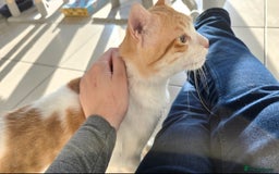 Mixed Breed cats for adoption: [Indoors only] Goofy! Adorable clingy champ! - Advert 8