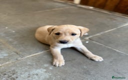 Labrador Retriever dogs for sale: Working Labrador Puppies - 3 boys remaining - Image 8