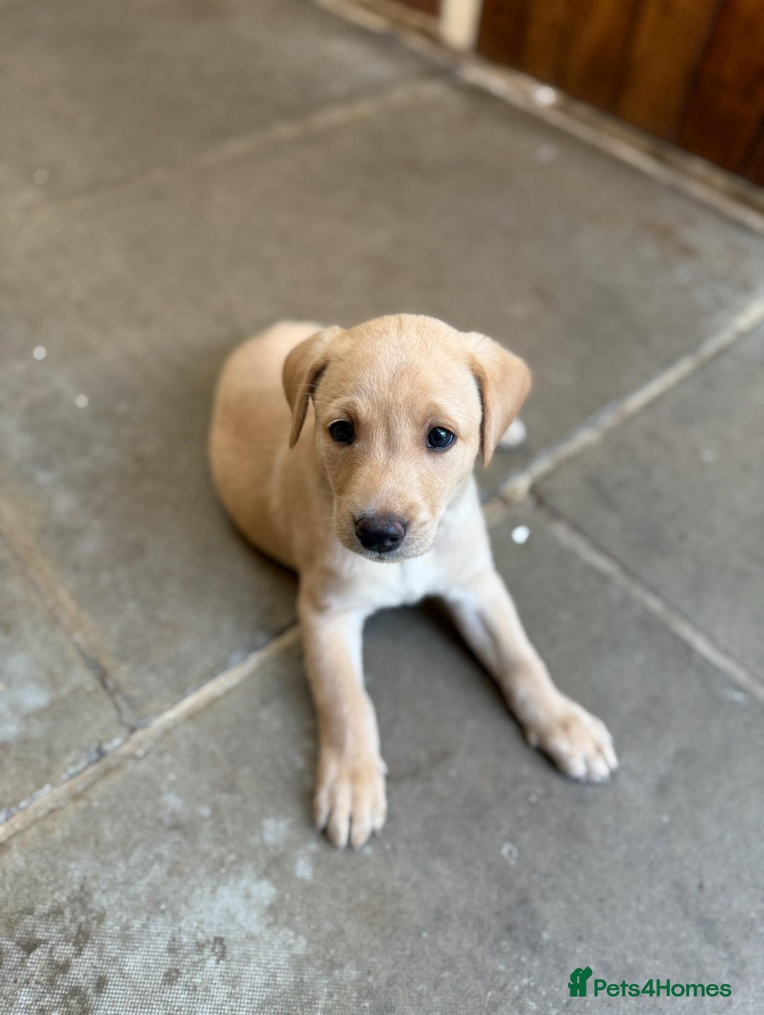 Labrador Retriever dogs for sale: Working Labrador Puppies - 3 boys remaining - Image 8