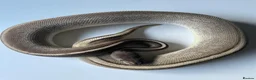Python Snake reptiles for sale: Royal pythons for sale - Bristol - Advert 7