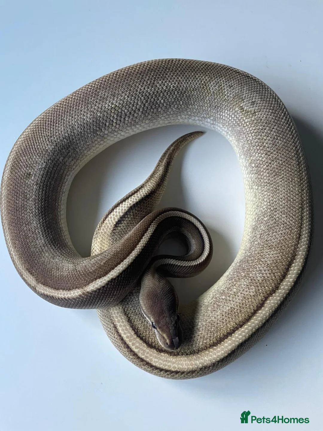 Python Snake reptiles for sale: Royal pythons for sale - Bristol - Advert 6