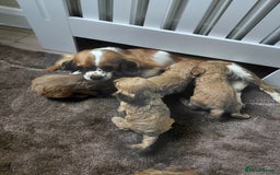 Cavapoo dogs for sale: Cavapoos - Image 7