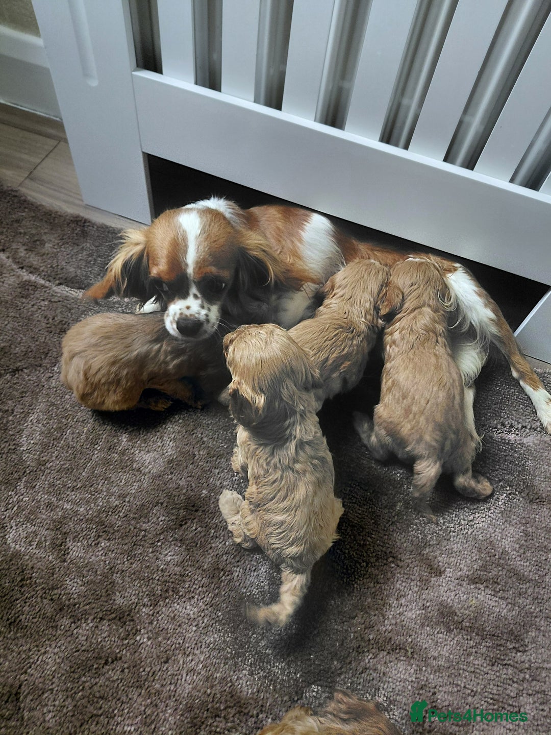 Cavapoo dogs for sale: Cavapoos - Image 7