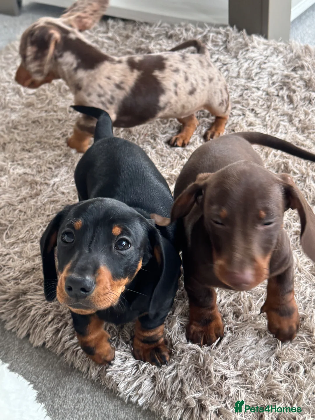 Dachshund dogs for sale: Dachshund Puppies  in Bridgwater - Advert 2