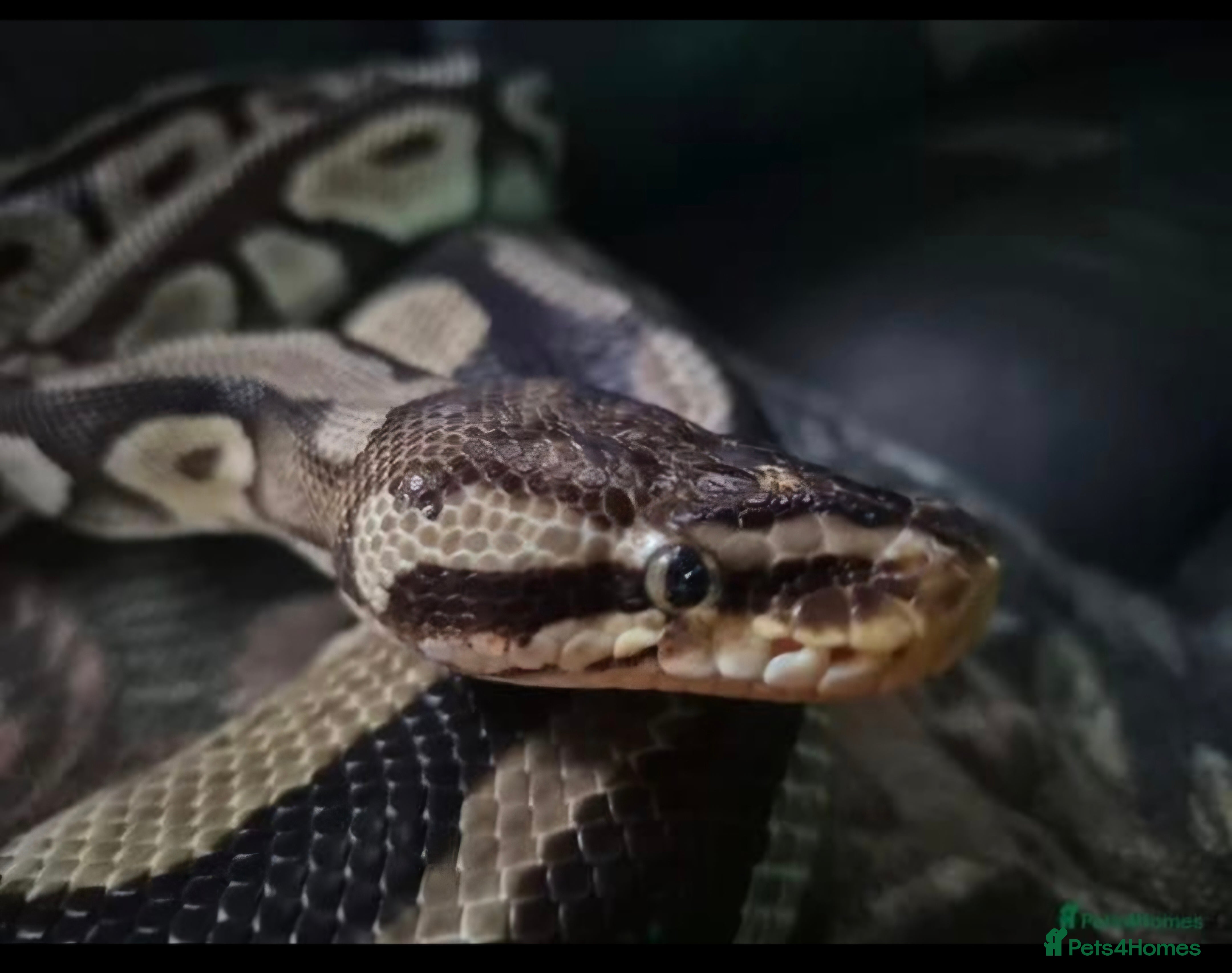 Python Snake reptiles Female royal python and full setup - Advert 10