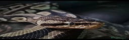 Python Snake reptiles for sale: Female royal python and full setup - Advert 1