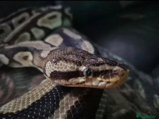 Python Snake reptiles Female royal python and full setup - Advert 1