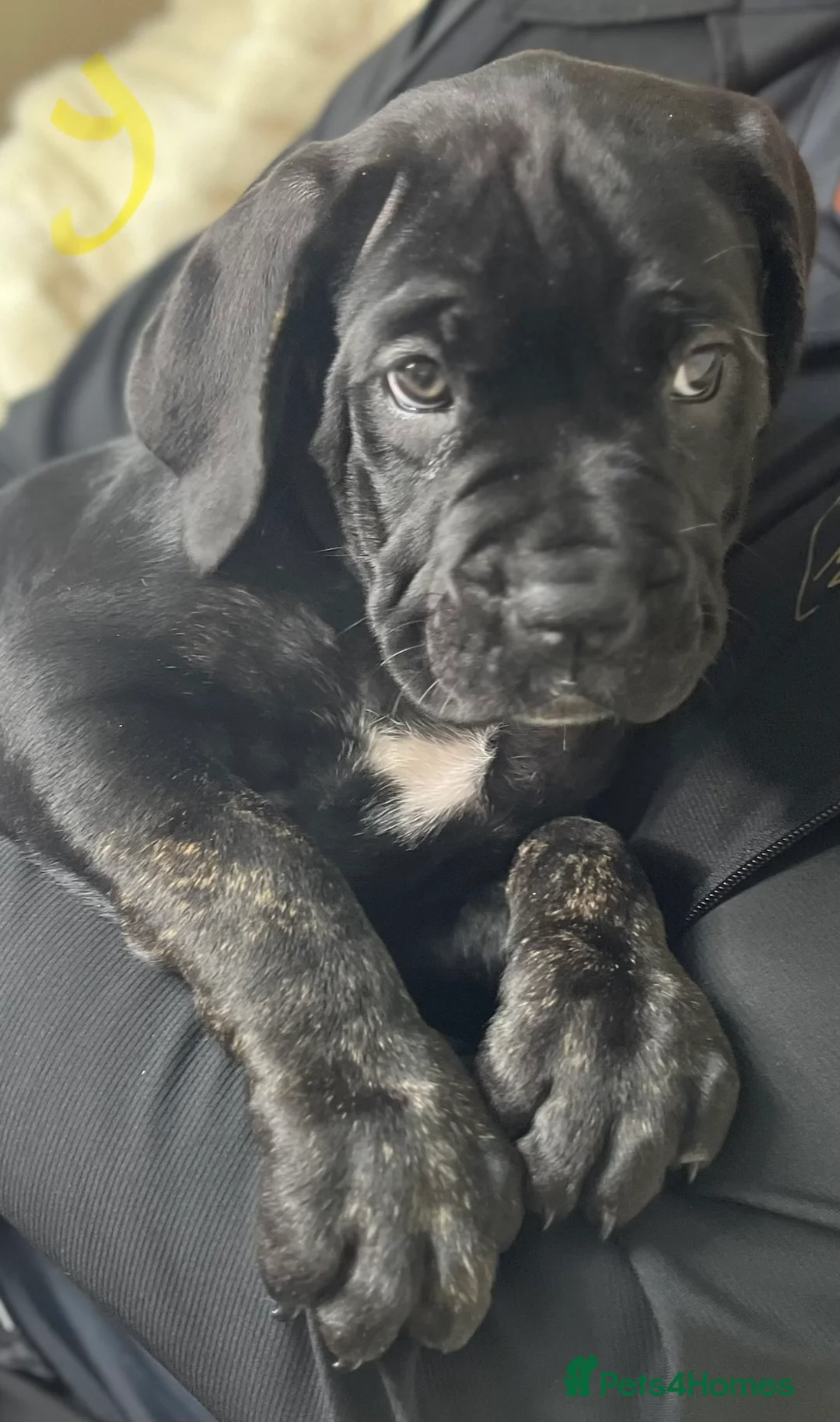 Cane Corso dogs for sale: Cane Corso Puppies Full pedigree  - Advert 17