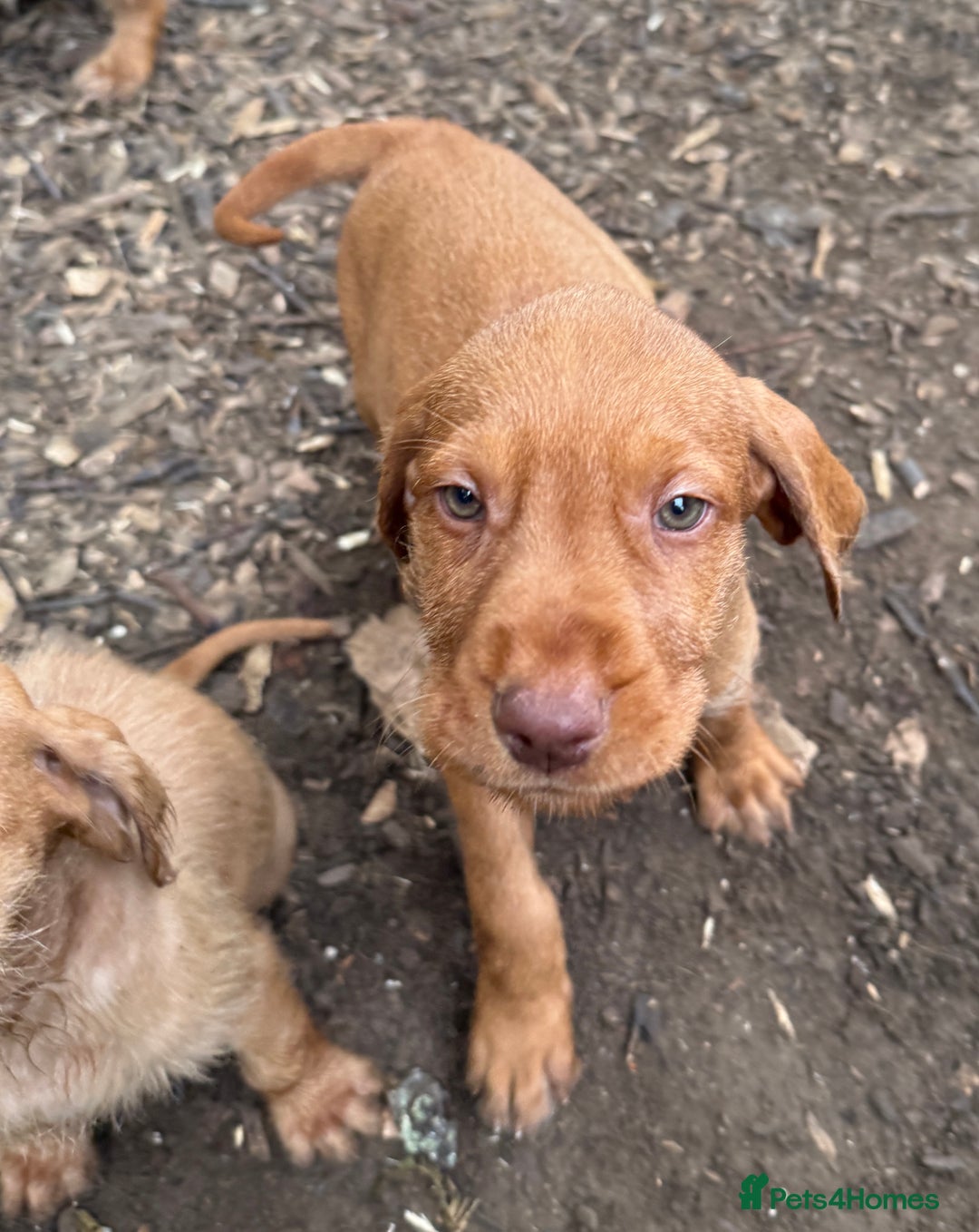 Hungarian Vizsla dogs for sale: Hungarian WIREHAIRED Vizsla puppies KC reg in Cranbrook - Image 16