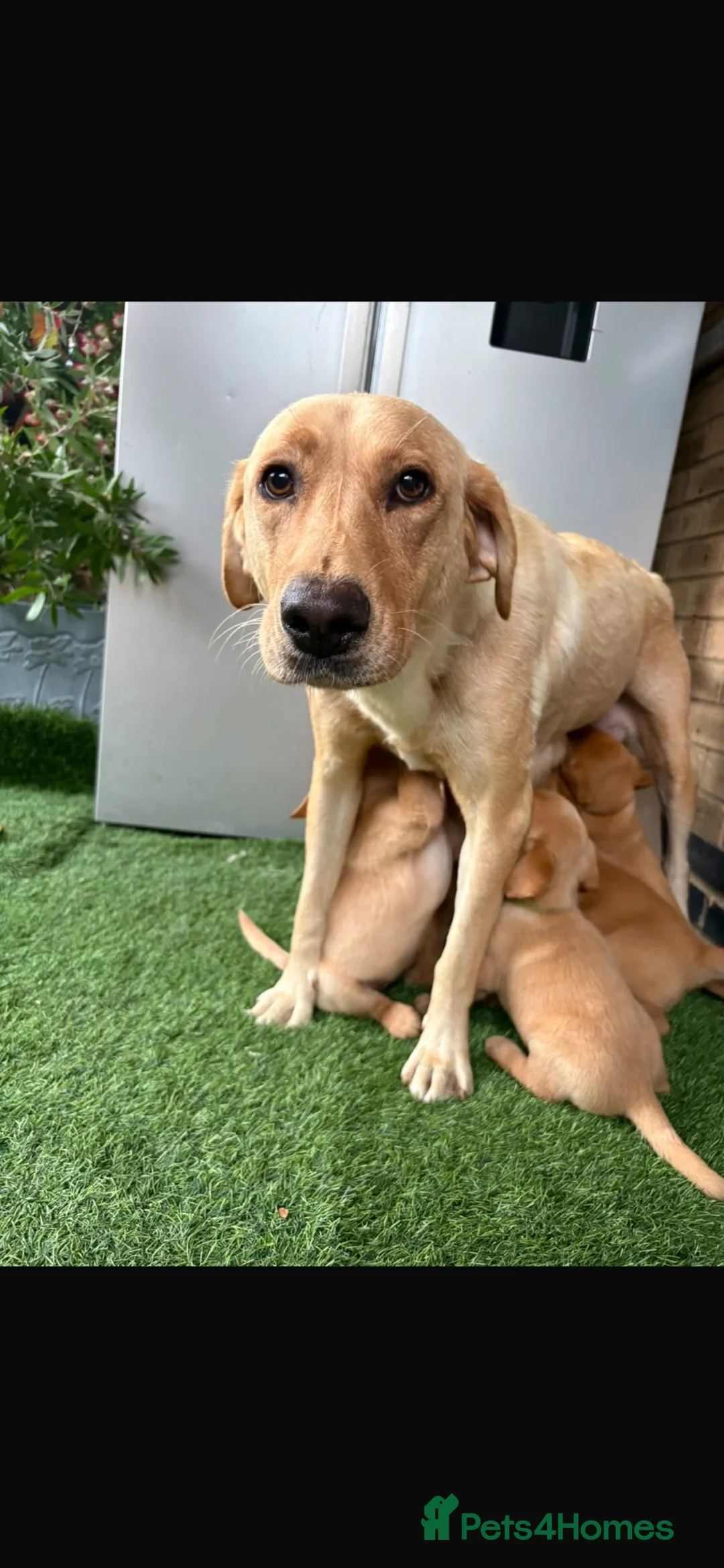 Labrador Retriever dogs for sale: Yellow Labradors  - Advert 2