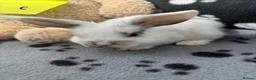 Mini Lop rabbits for sale: 🐰 Beautiful Mini Lop Baby Bunnies –Ready to go 🐰 - Advert 26