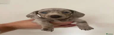 Dachshund 1