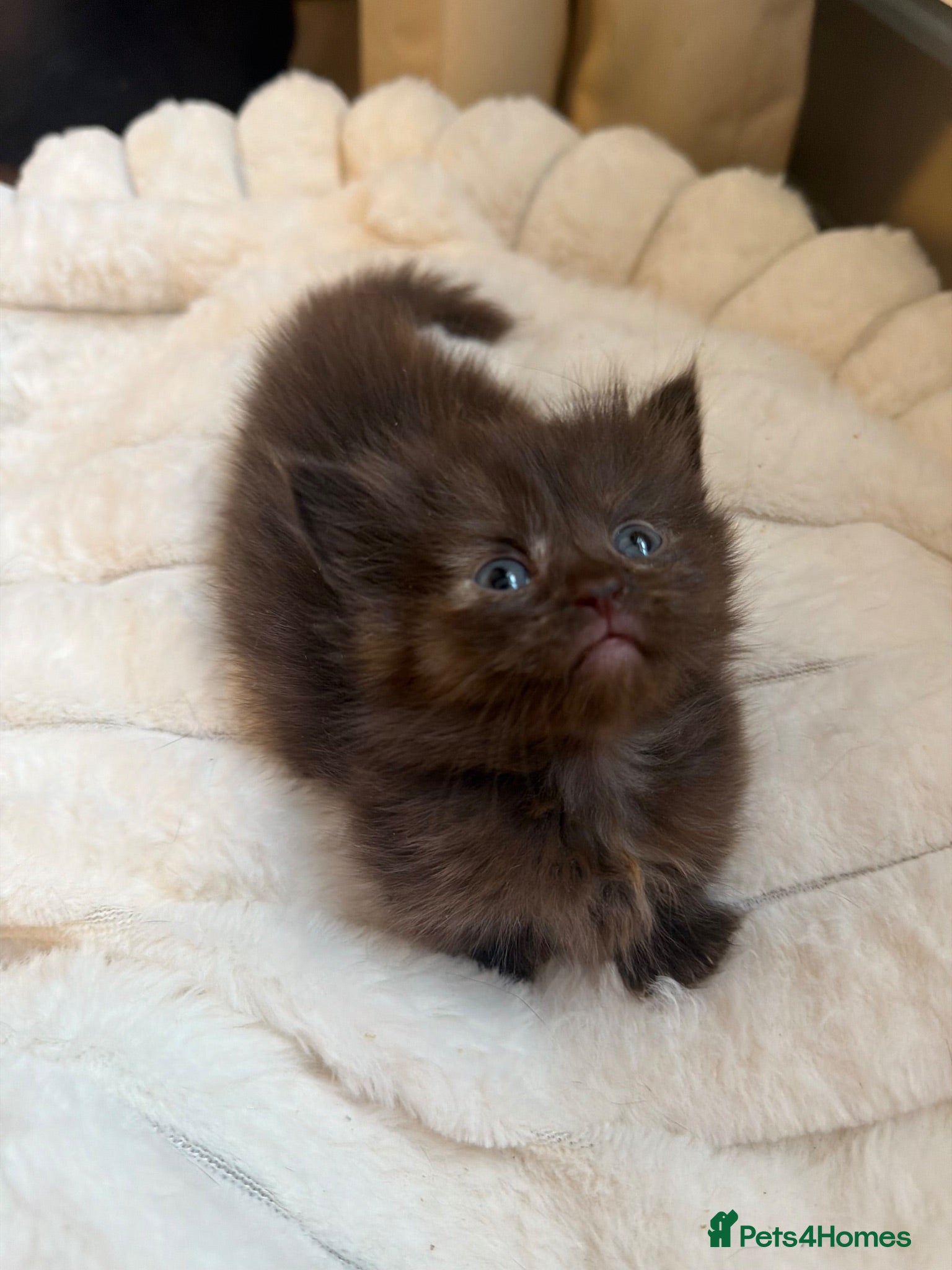Munchkin cats RARE BLUE MUNCHKIN BOY - READY TO LEAVE  - Advert 18