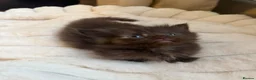 Munchkin cats for sale: RARE BLUE MUNCHKIN BOY - READY TO LEAVE  - Advert 2