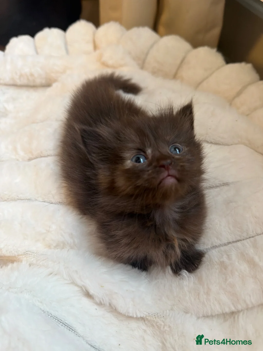 Munchkin cats for sale: RARE BLUE MUNCHKIN BOY - READY TO LEAVE  - Advert 2