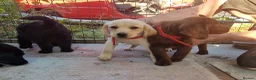 Labradoodle dogs for sale: 7 beautiful miniature labradoodles  - Advert 9