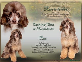 Toy Poodle dogs EXTENSIVELY HEALTH TESTED POODLE STUD in Hoddesdon - Advert 11