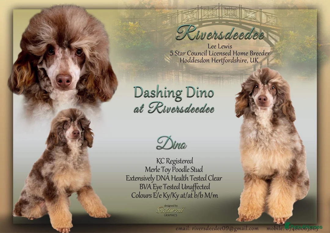 Toy Poodle dogs for stud: EXTENSIVELY HEALTH TESTED POODLE STUD  in Hoddesdon - Advert 1