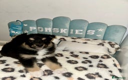 Pomsky dogs for sale: Family-Raised Pomsky Pups - Advert 13
