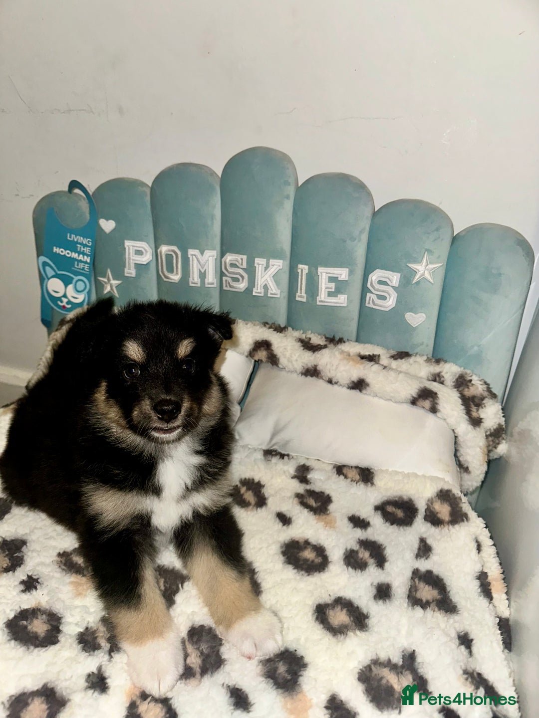 Pomsky dogs for sale: Family-Raised Pomsky Pups - Advert 13