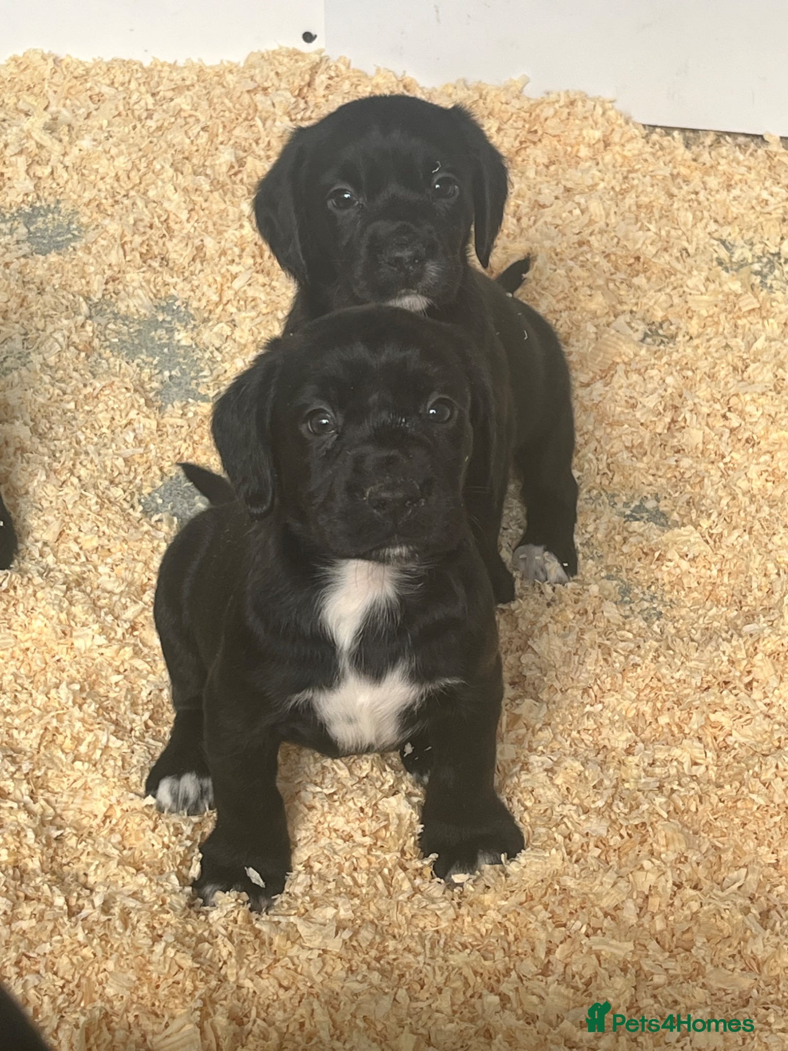 Springador dogs REDUCED Springerdor bitch pups - Advert 1
