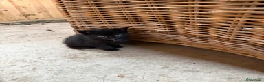 Domestic Shorthair 1