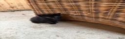 Domestic Shorthair cats for sale: Farm kittens or pets  - Advert 8