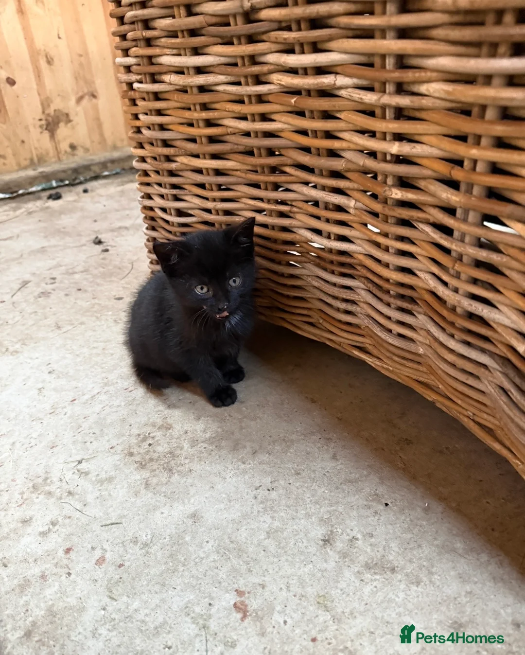 Domestic Shorthair cats for sale: Farm kittens or pets  - Advert 8