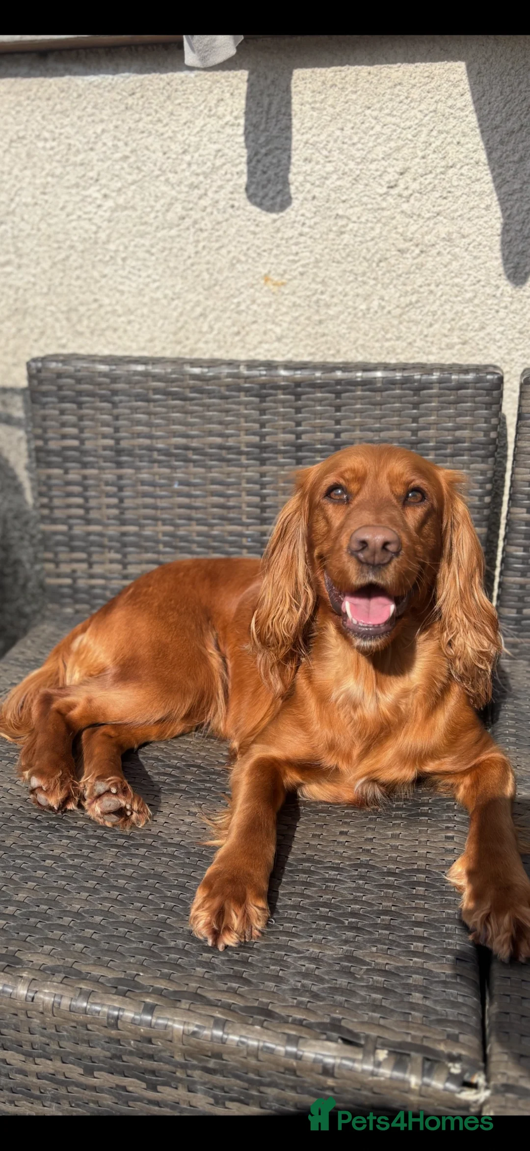 Cockapoo dogs for sale: Gorgeous F1 cockapoos 🤍 - Advert 8