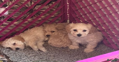 Maltipoo dogs - Advert 13