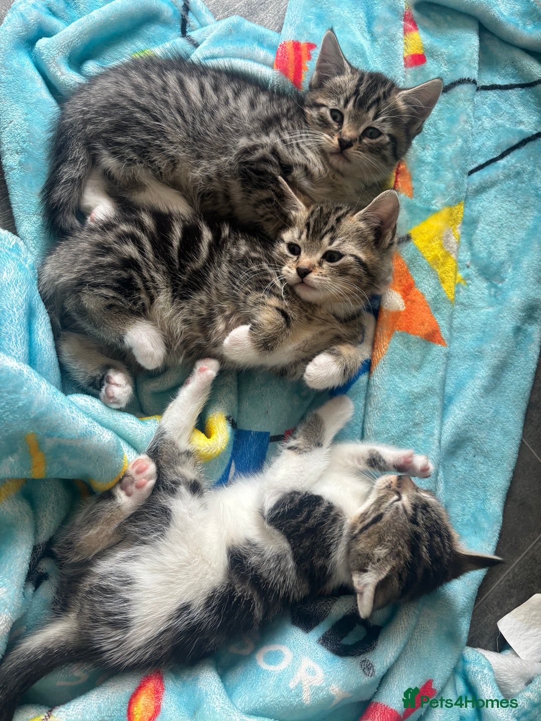 Domestic Shorthair cats for sale: Kittens for sale  - Image 5