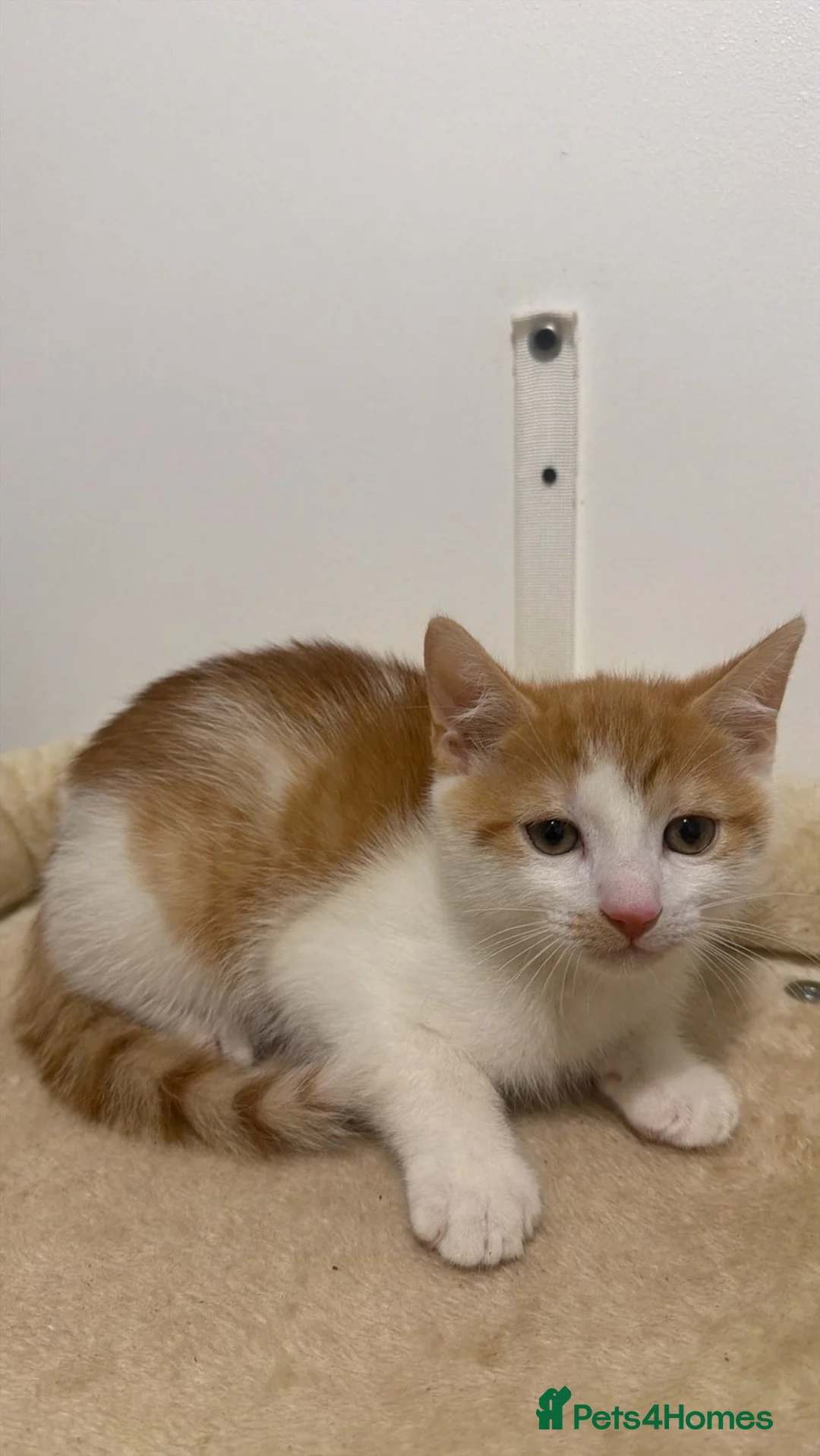 Mixed Breed cats for sale: X5 Ginger Kittens - Ready to leave! - Advert 8