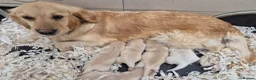 Golden Retriever dogs for sale: KC Registered Golden Retrievers- DNA Health Tested - Advert 1