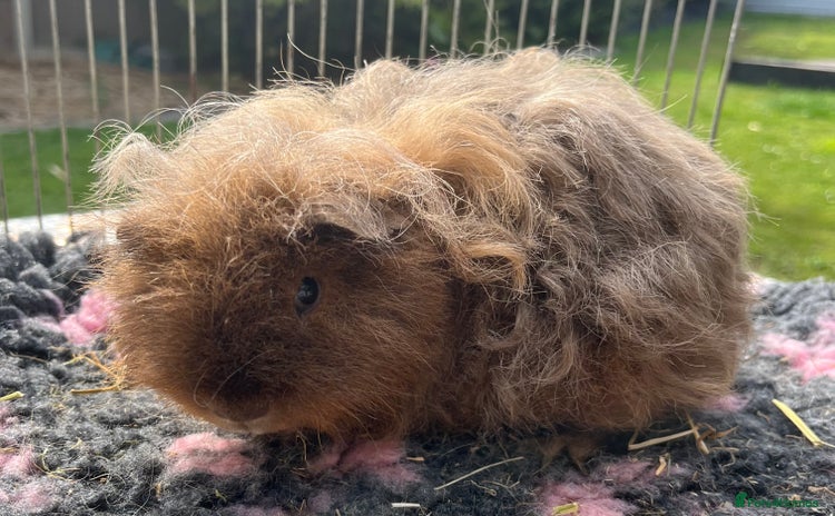 Guinea Pig rodents - Advert 3