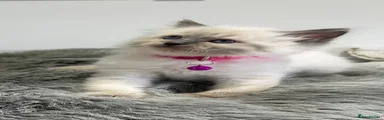 Ragdoll 2