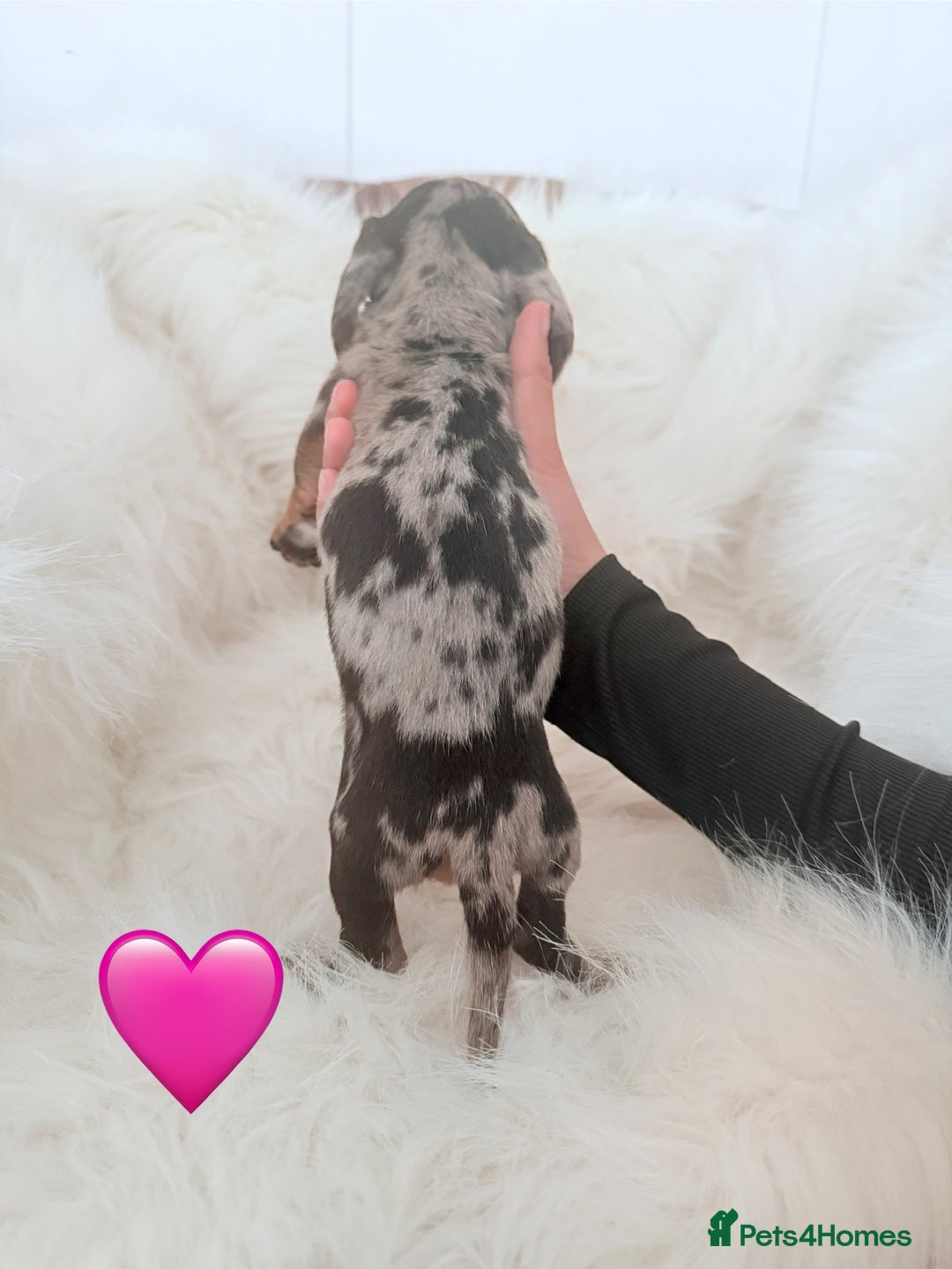 Miniature Dachshund dogs for sale: Stunning litter of Dapples 5 ⭐ Licensed Breeder - Image 2