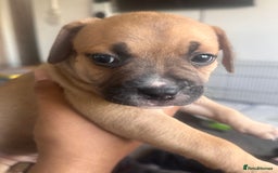 Mixed Breed dogs for sale: Pups for sale - Image 13