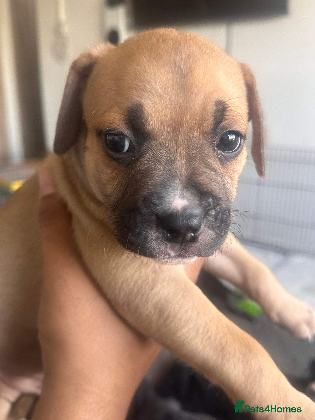 Mixed Breed dogs for sale: Pups for sale - Image 13