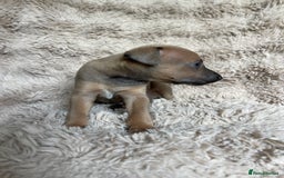 Mixed Breed dogs for sale: 3/4 Italian greyhound puppies  - Image 19