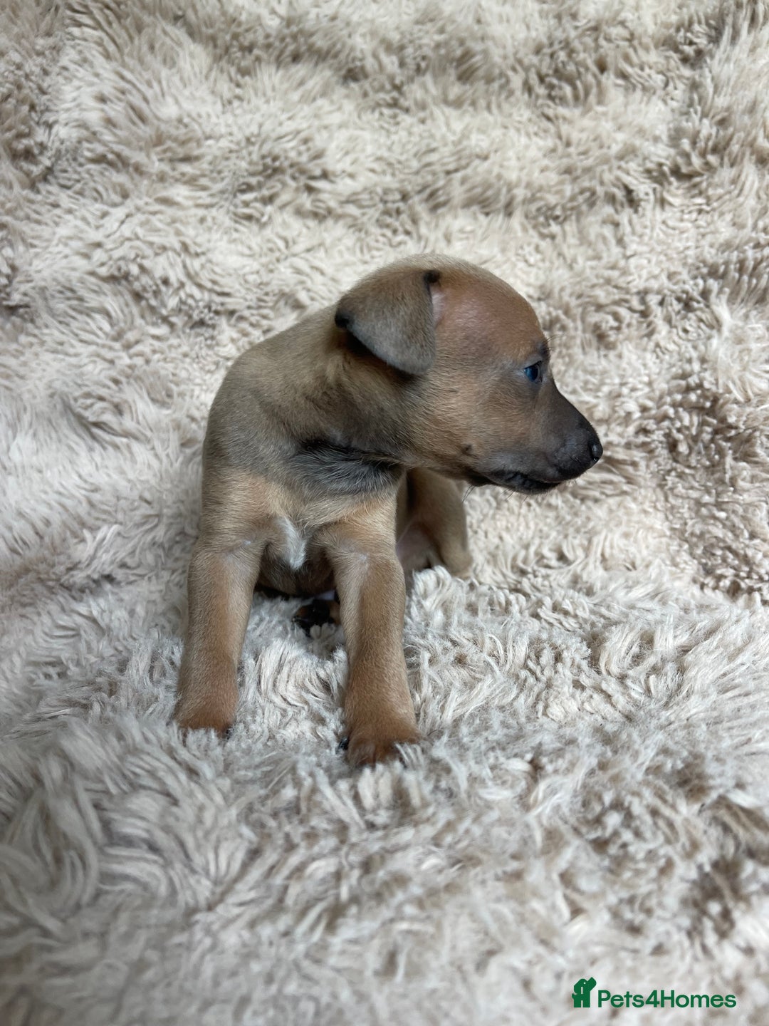 Mixed Breed dogs for sale: 3/4 Italian greyhound puppies  - Image 19