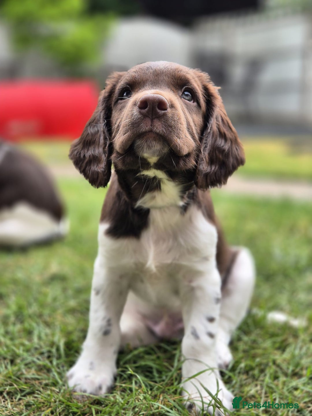 English Springer Spaniel dogs for sale: KC Reg. READY NOW. English Springer Spaniel 8 WKS - Image 25