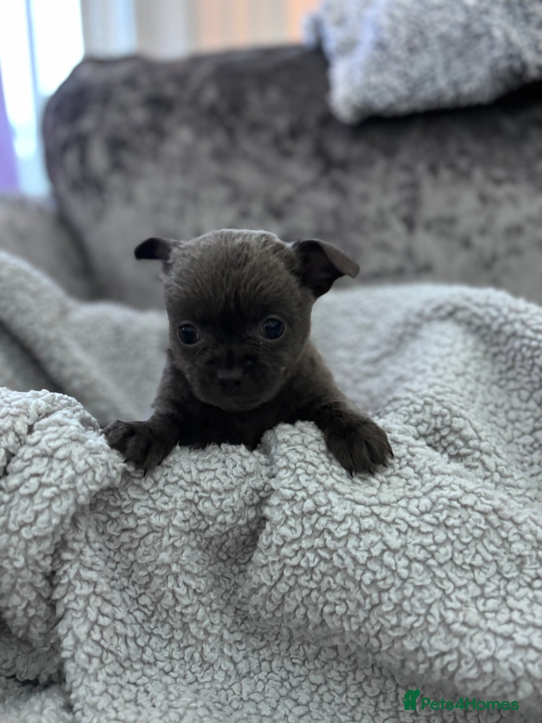 Chihuahua dogs for sale: KCREG Long/Shorthair chihuahua Champ/russian Lines - Advert 15