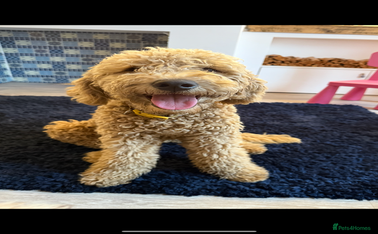 Mini Goldendoodle dogs - Advert 1