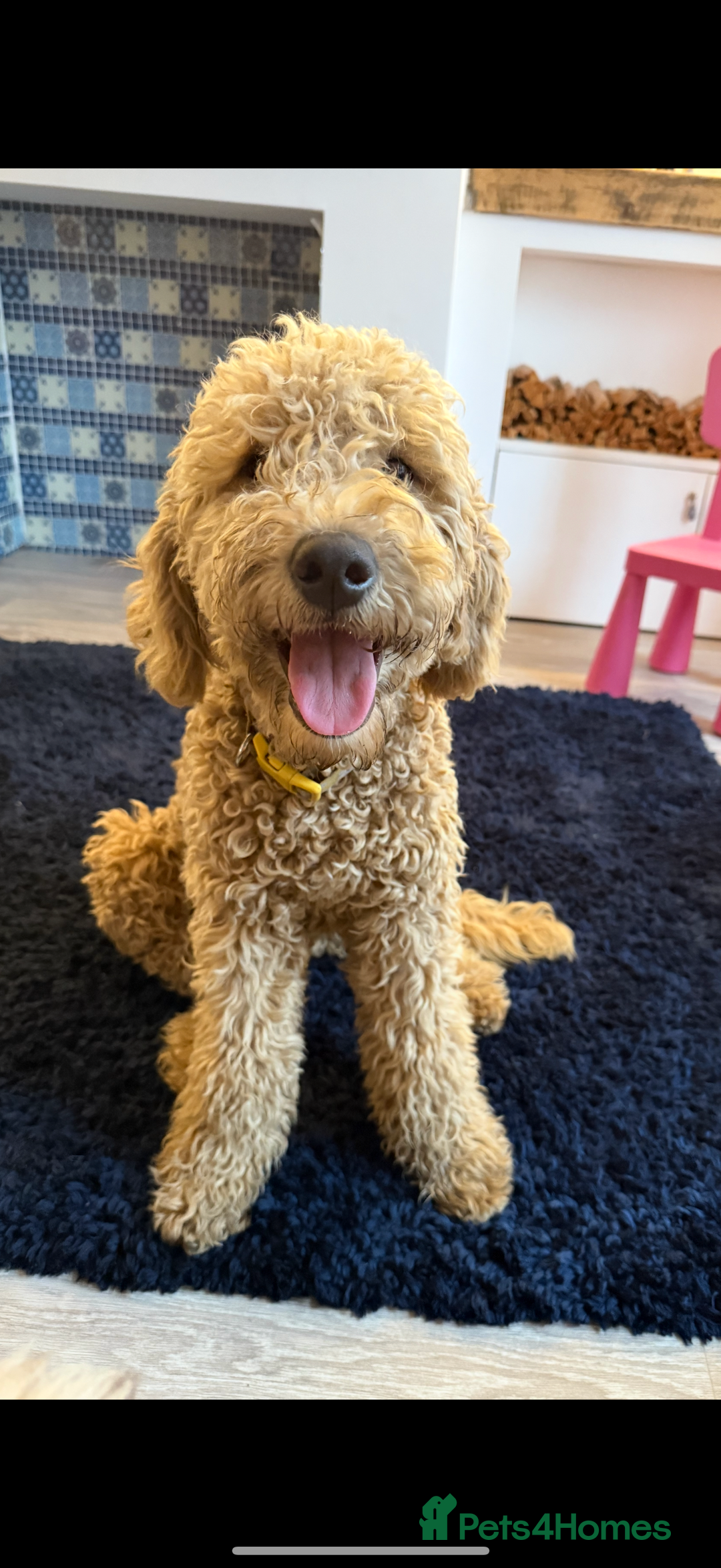 Mini Goldendoodle dogs for sale: 🌟 1-Year-Old Female Mini Goldendoodle 🌟  - Image 1