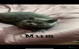 British Shorthair cats for sale: Beautiful British shorthair girl ready now - Advert 11