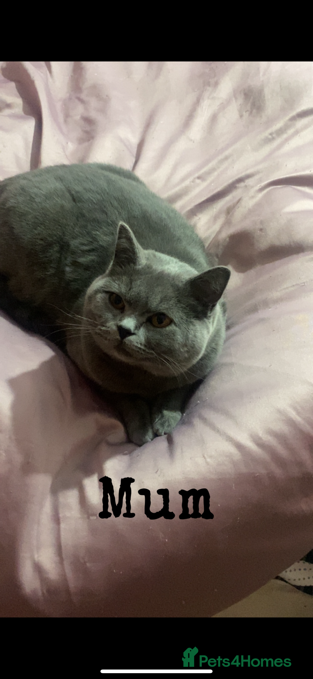British Shorthair cats for sale: Beautiful British shorthair girl ready now - Advert 11