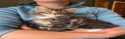 Maine Coon cats for sale: Maine Coon Kittens for Sale - Advert 14
