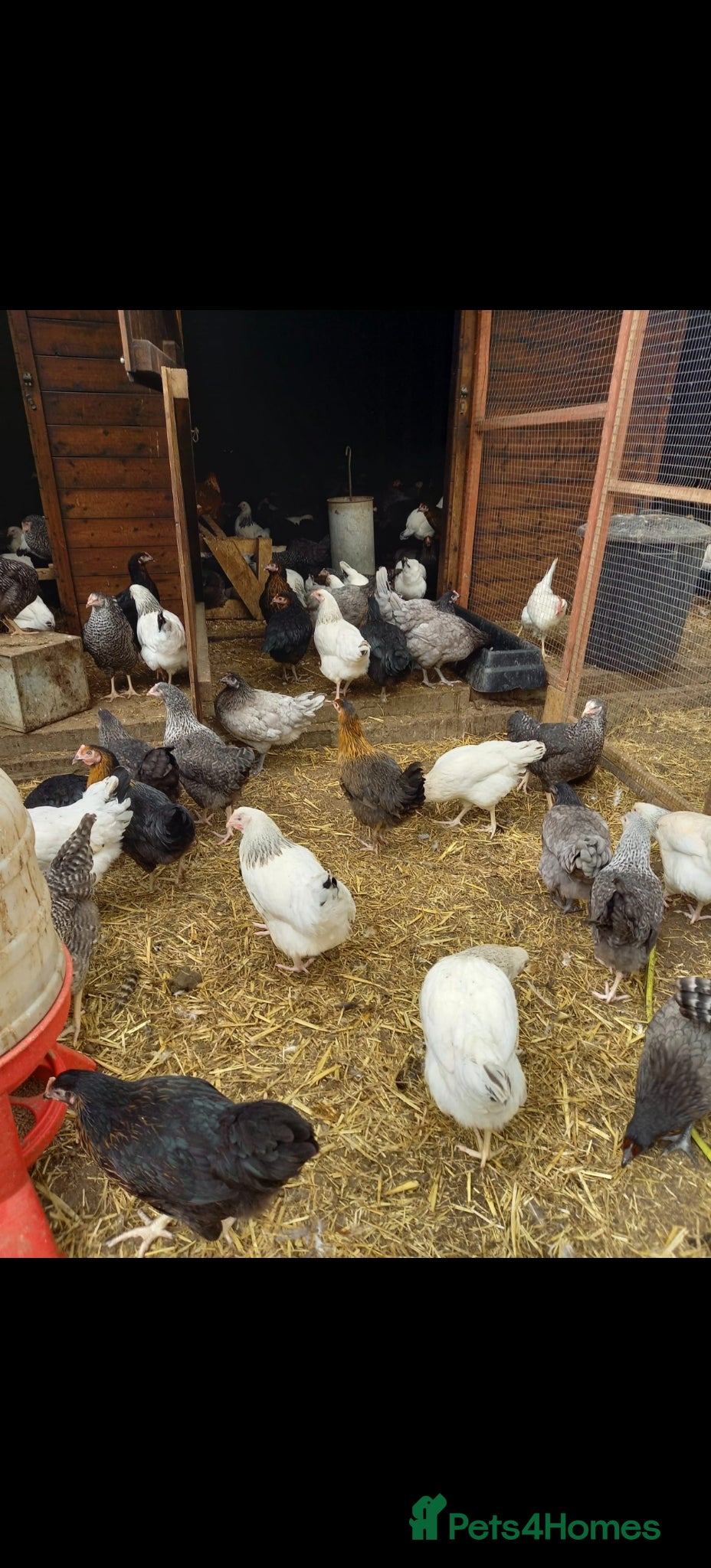 Hens poultry Fresh laying hens available - Advert 3
