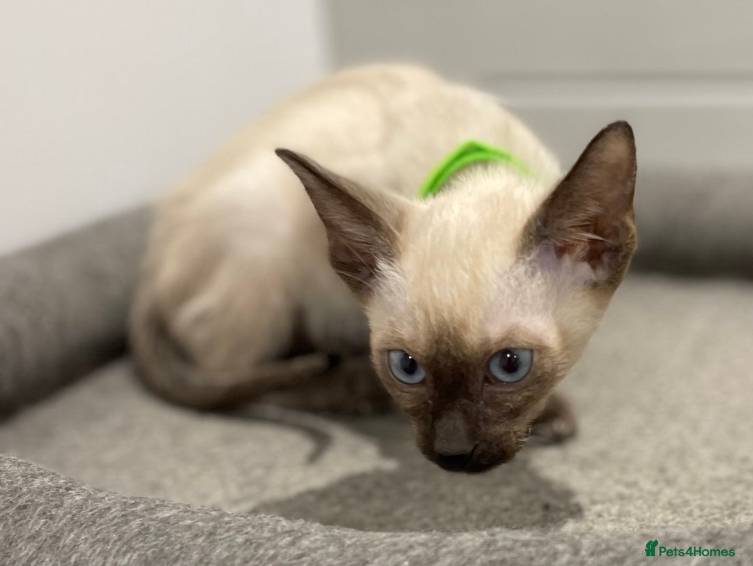Siamese cats for sale: GCCF Registered Pure Traditional Siamese.  - Image 7