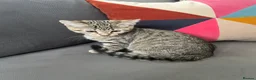 Mixed Breed cats for sale: 2 Lovely Tabby Mixed Breed Kittens – 3 Months Old in London - Advert 10